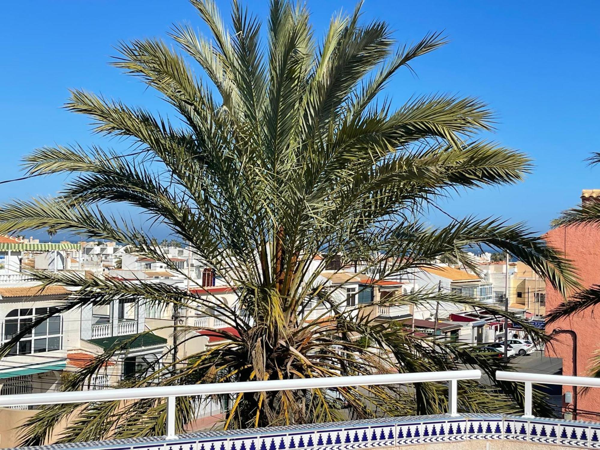 Anna'S Garden Bed & Breakfast Torrevieja Eksteriør bilde